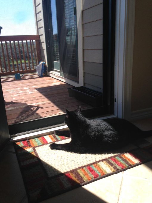 ugh my cats life is so simple switch w me pls http://t.co/idDlg9njTE