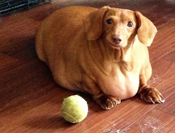 enews's tweet photo. This formerly obese Dachshund lost 44 POUNDS—lookin' good, Dennis! http://t.co/RHfO86MPlJ http://t.co/l4Ue6yynj6