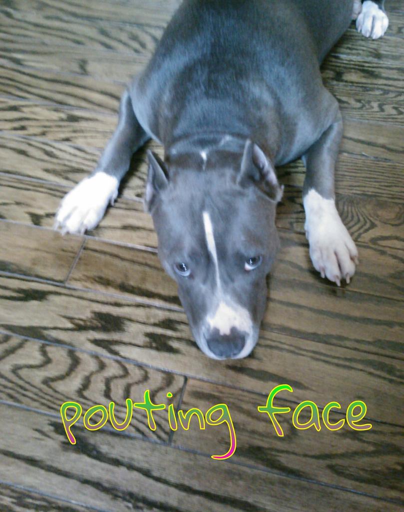 I'm new to twitter and looking for animal lovers to follow me!