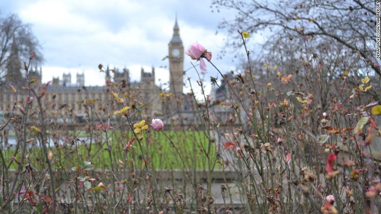 frankhuzur's tweet image. Big Ben seen through the first blooms of spring by @aliebrownn. Share your spring sighting by tagging #CNNSpring