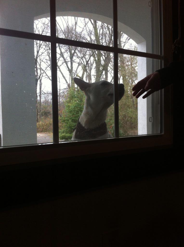 This dog just showed up at my house?