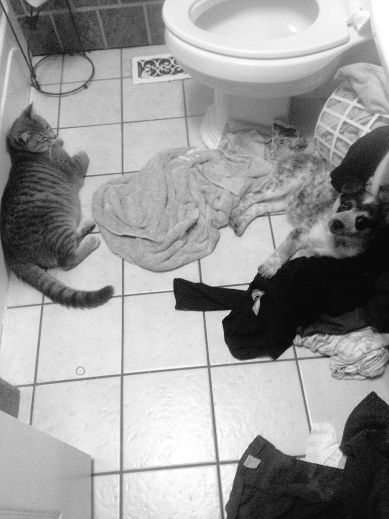 breannaconley's tweet photo. Don't mind the mess these two made, but they love being in the bathroom with Mom while she gets ready 🐱🐶 http://t.co/8bCkdLPwK2