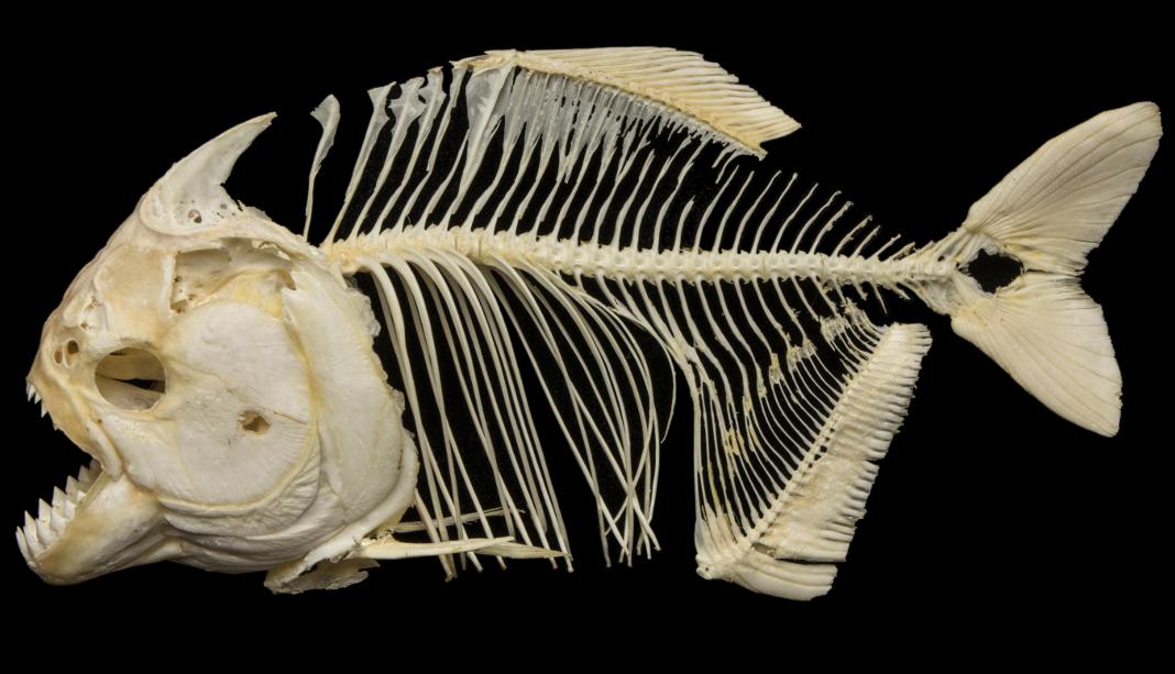 SKELETONS on X: Today's Skeleton:The Red-bellied Piranha. Not the  man-eaters of legend. They mostly eat bugs, snails, fish, & plants.   / X
