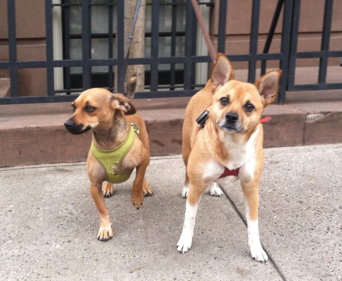 “Have only love in your heart for others.." - P.Yogananda #dogsoftwitter #yoga #NYC