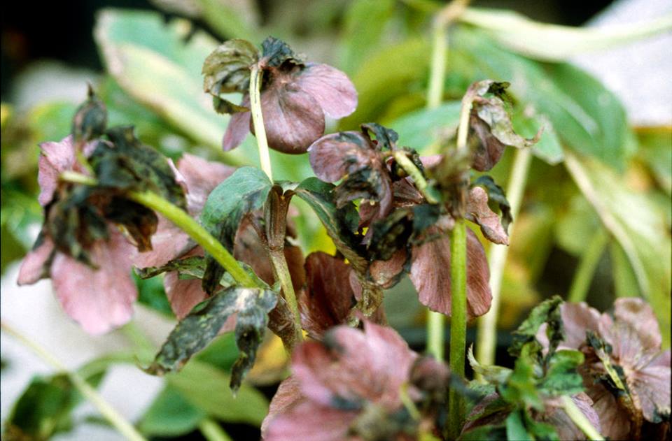 Hellebore Diseases