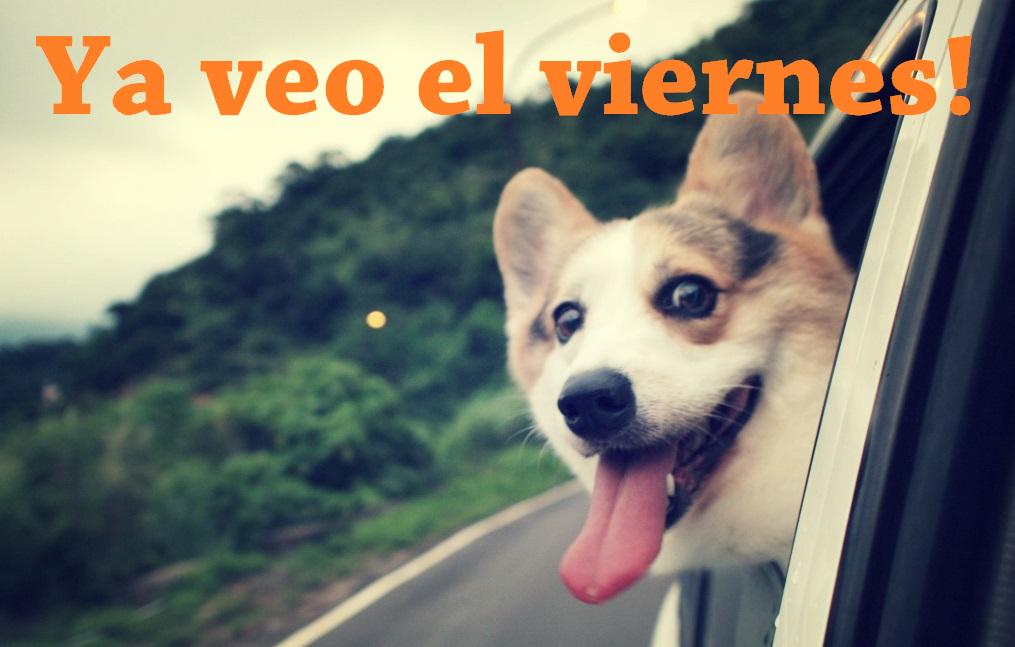laravitales's tweet photo. Venga ánimo, que ya tenemos aquí el fin de semana para poder disfrutar mas de nuestras mascotas!! #finde #mascotas http://t.co/x6PgZfudgC