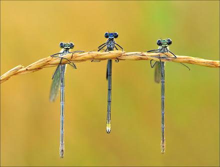 GinaMakesWaves's tweet photo. Really makes you wonder, doesn't it?
What ARE they thinking?
MT @soheylsheikh: Just hanging around
http://t.co/uy1NaDULN9
#DarningNeedles