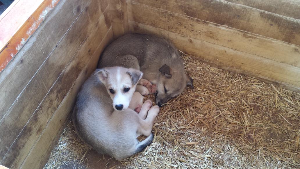 B.Served Scandinavia tweet media