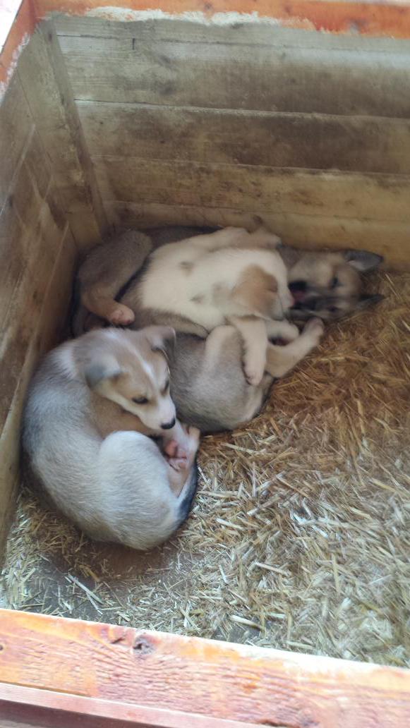 B.Served Scandinavia tweet media