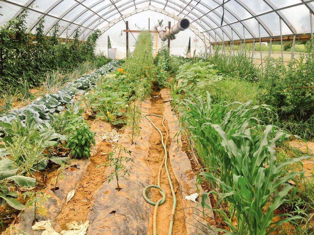 GotGoodGreen's tweet image. Do you know where your food is grown? It makes a difference ...