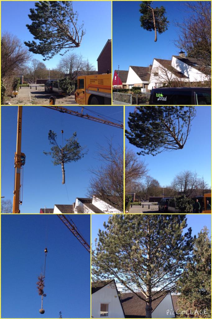 Vandaag in emmeloord een paar grote bomen weggezaagd met behulp van een kraan. Oude bomen eruit en nieuwe bomen erin.