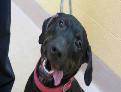 TPSChrisBoddy's tweet photo. Hi Pink! MT @CityTOjobs: Meet Pink! She is looking for her forever home!  Other animals here: http://t.co/kaF2wb5VeZ http://t.co/mu4IOB7o1i"