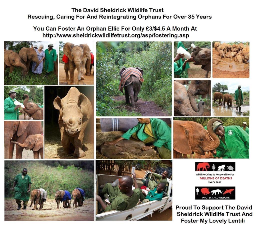 Protect_Wldlife's tweet image. It's Mother's Day on Sunday. Why not foster an orphan #Elephant or #Rhino @DSWT - Foster at sheldrickwildlifetrust.org/asp/orphans.asp