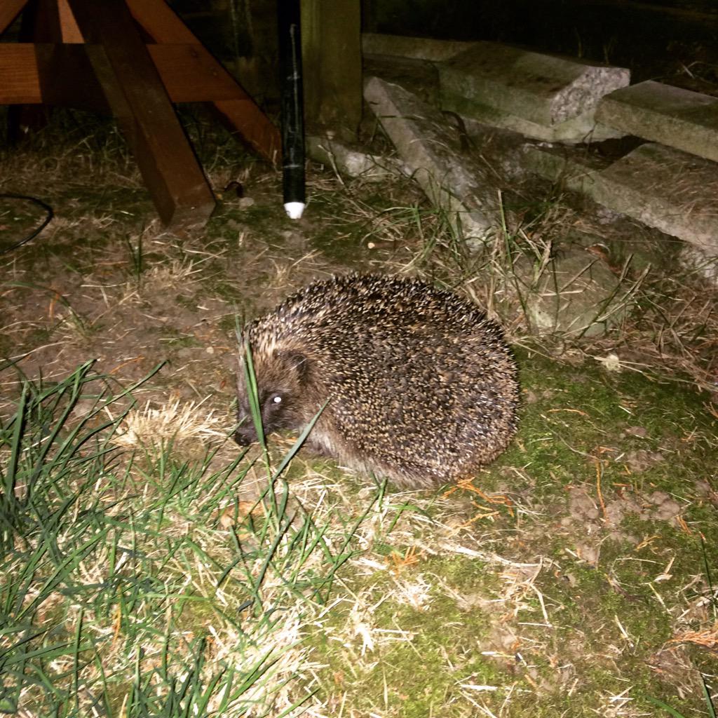 Hedgedog Brewing tweet media