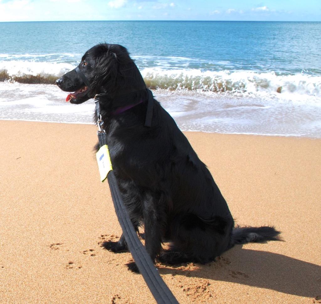 Jon_and_Varick's tweet photo. I'm sorry to have to announce the death, last night, of my beautiful, loving and amazing Canine Partner Varick. http://t.co/qHy5Tn6Tqr