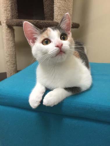 TaviandFriends's tweet photo. Looking for the love of your life? Lily is available for adoption in the NYC/LI area. http://t.co/3klE4tqfnj http://t.co/JxovjkGETX