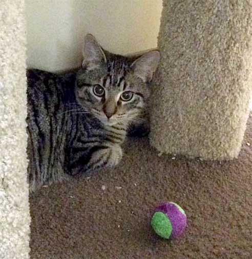 TaviandFriends's tweet photo. Smart, handsome, playful guy looking to share your home forever! LOKI will never leave you! http://t.co/3klE4tqfnj http://t.co/2jDAbYUlsH