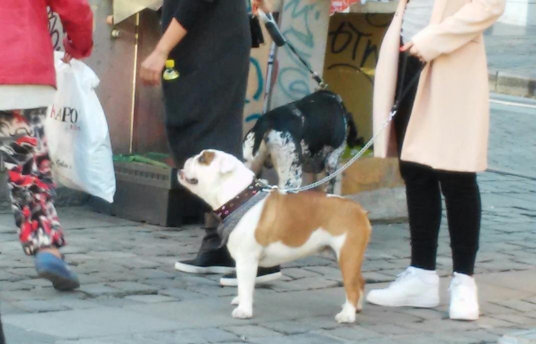 Enlace permanente de imagen incrustada