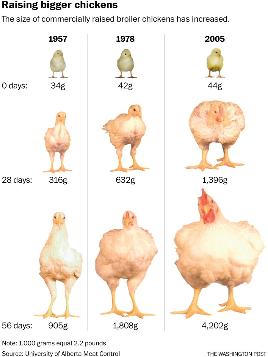 Chicken Growth Chart