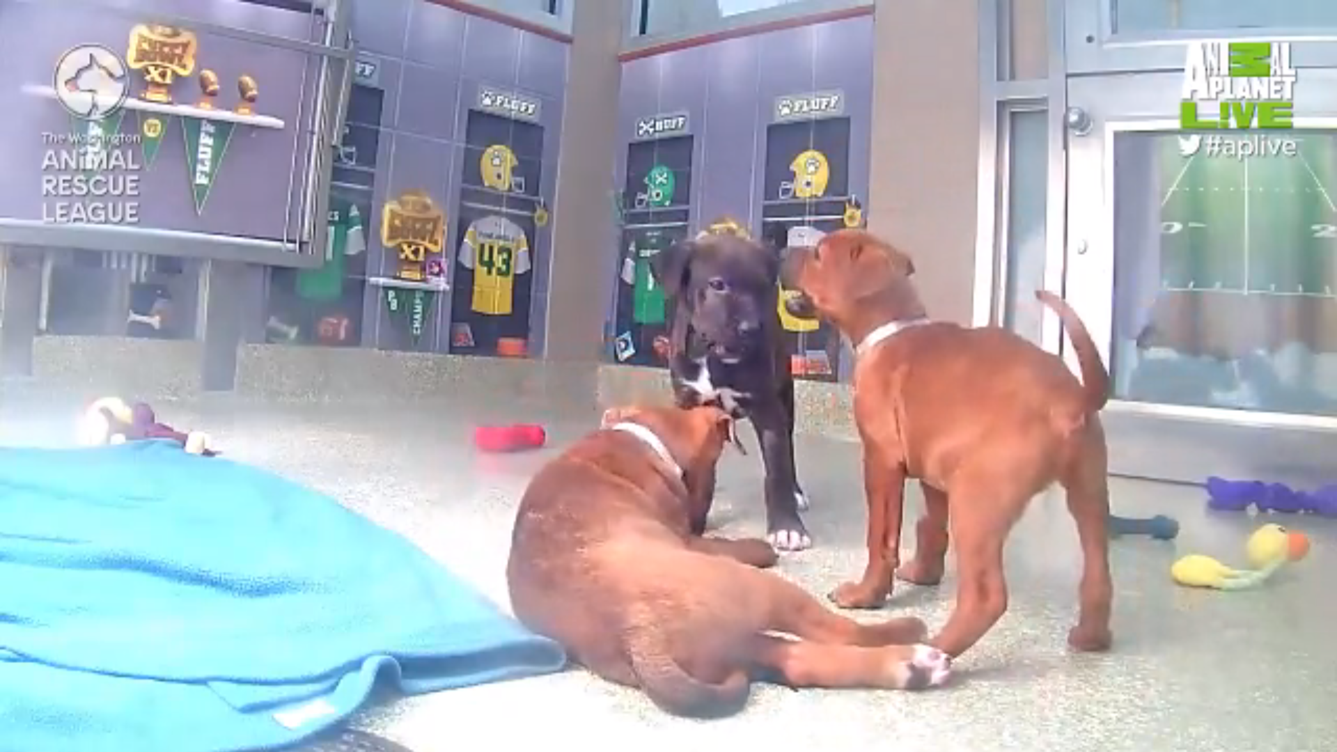Animal Planet on Twitter: Animal Planet on Twitter: