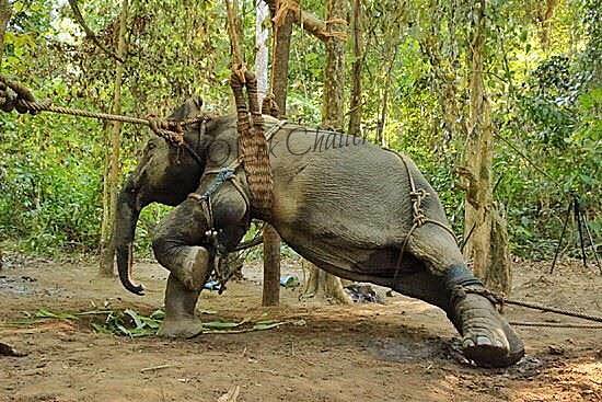 P4Animals's tweet image. &quot;This Sickens Me, This Has To STOP!  @TheRealKirstyG&quot; @MJTKPsychology #ElephantAbuse #ElephantCruelty #AnimalAbuse RT