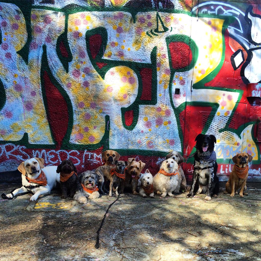 ChasingTailSF's tweet photo. #Dawgs http://t.co/6ryfhpszKp