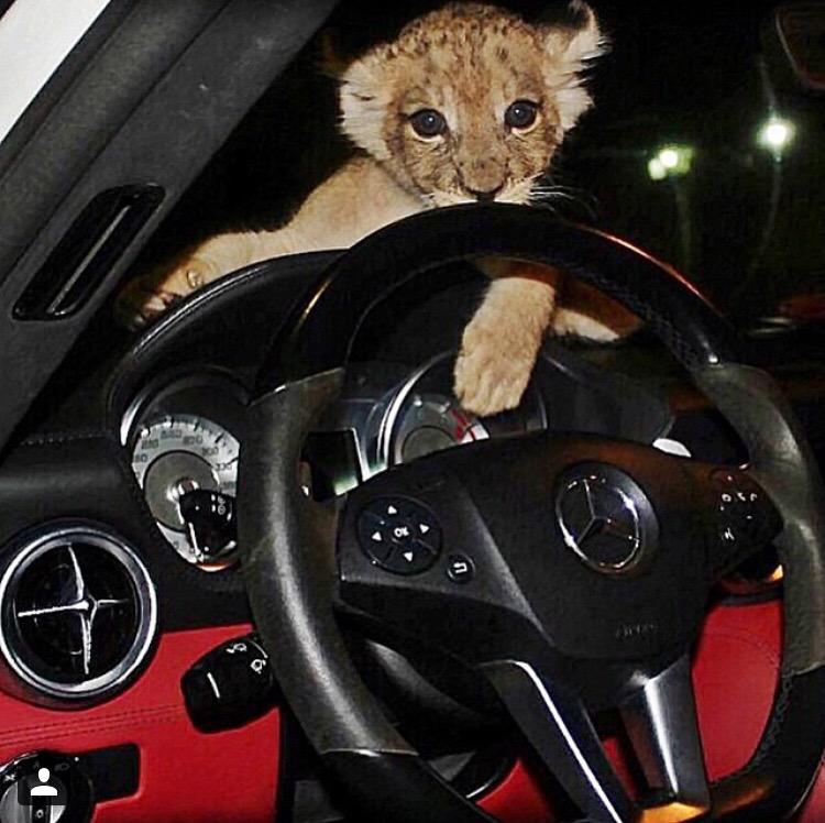 Go_Brite's tweet image. We'd Be Lion If We Said GoBrite Isn't The BEST Waterless Car Cleaner Available Today --&amp;gt; GoBrite.Net/#Prices