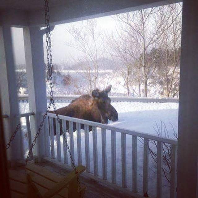 HalifaxNWTrails's tweet photo. @Patrick_ORourke more likely to see #snowmoose here. (Keltic Lodge visitor) http://t.co/EyHs7Jj3ZT