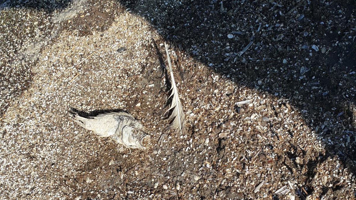 GodRevelation's tweet photo. Big 5 False Bay remains of hundreds of dead fish.  This needs investigation.  Official did not have answers http://t.co/7OFUaqgF82