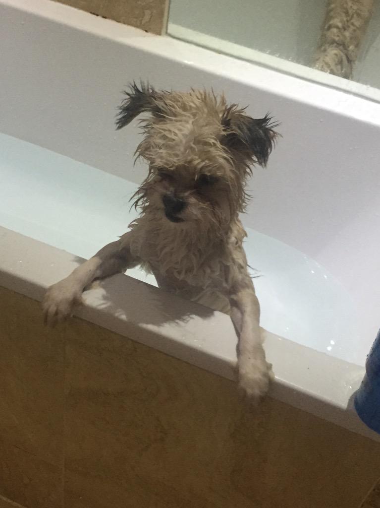 morganclarkMC's tweet photo. Giving this little rascal a bath #MrFinley #puppy http://t.co/hOhjzJ5kh2