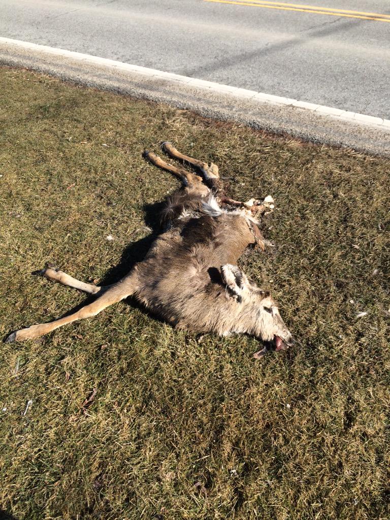 2xDropout's tweet photo. Guys look at this silly deer taking a nap on the side of the road with its tongue out!! #sillydeer http://t.co/SzoCIDZI9S