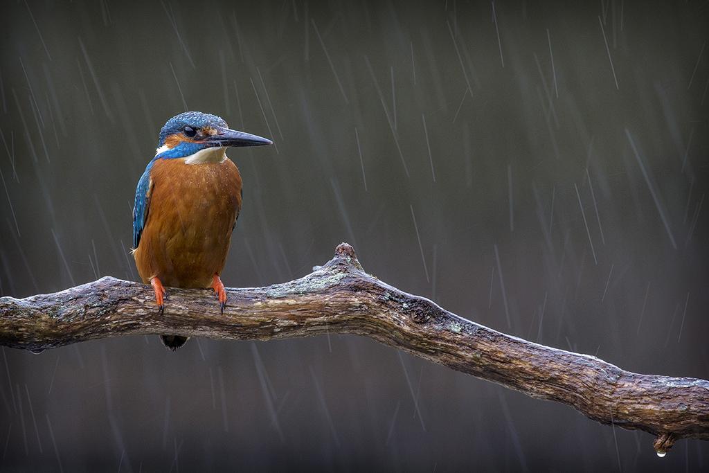 ULPhotoSoc's tweet photo. Photo from our #NatureCompetition by Kevin, hosted also by @ULEnviroCom http://t.co/8kcwz5ed5O