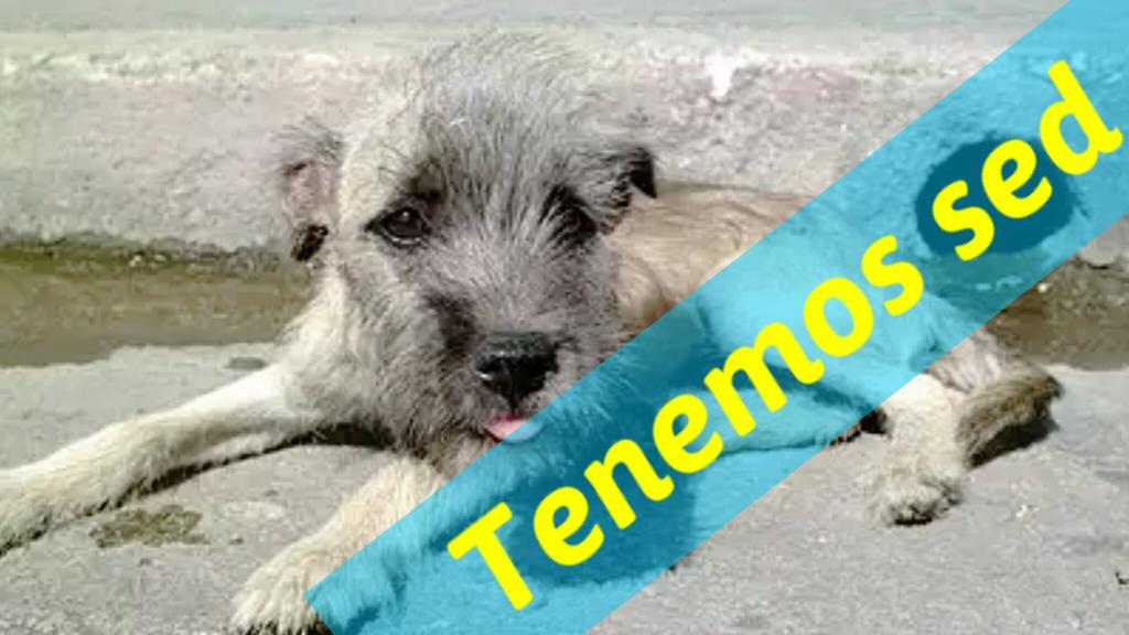 Blondigos's tweet image. Apoya dejándo bandeja con agua por donde hay  perritos de la calle y así evitando golpe de calor.
#AGUAPARAPERROS RT