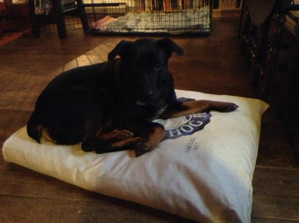 PManualfesto's tweet photo. Testing the new bed ... http://t.co/hXsLx90sEl