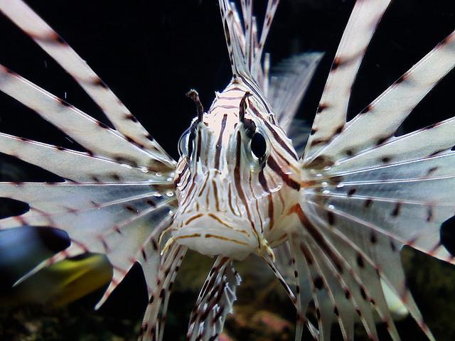 Lionfish Petco 2025