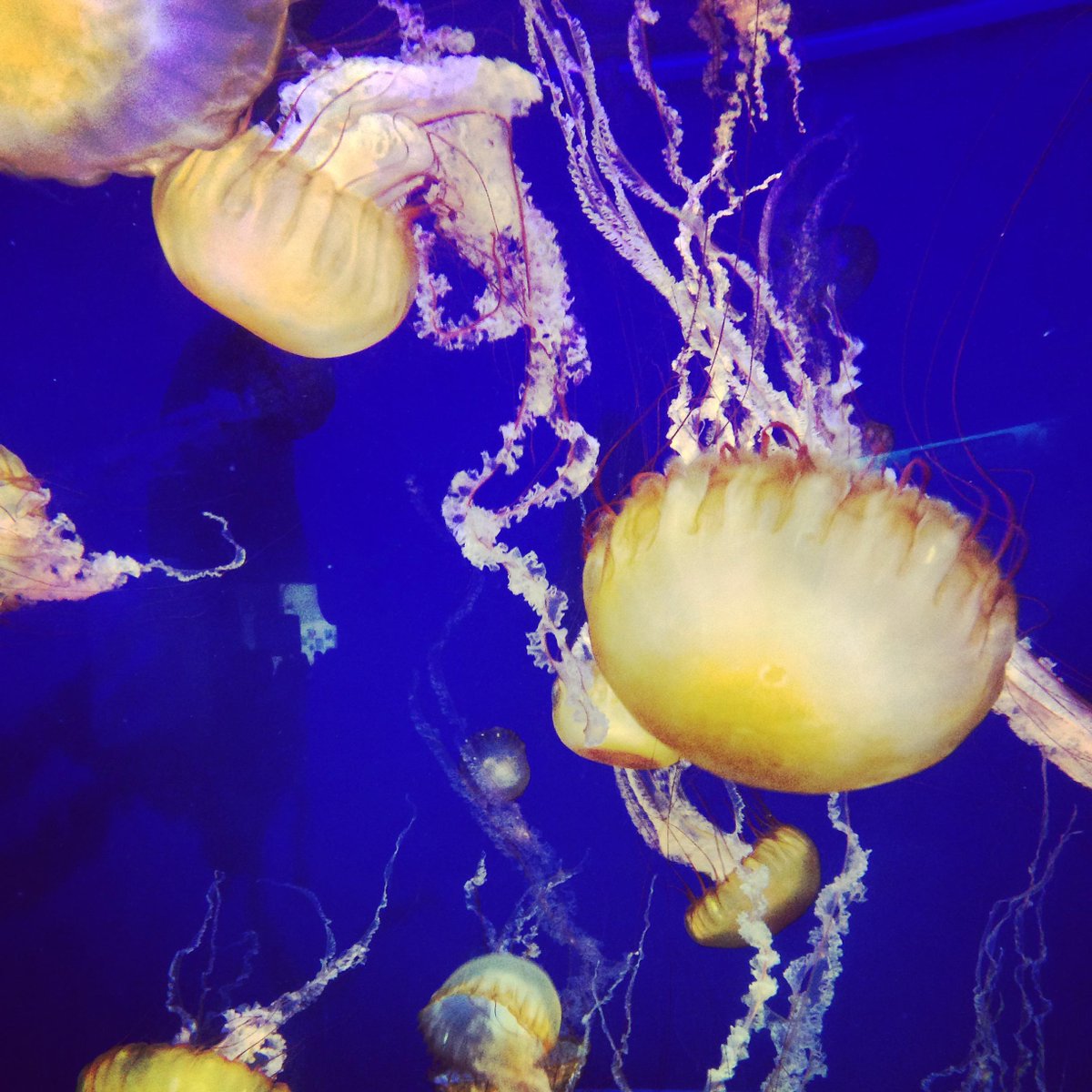 Brains_On's tweet photo. On #Instagram? Check out our feed for some cool #sciencepics from @AquariumPacific: https://t.co/NXiv0YAUZb http://t.co/YfjhVxC7iL