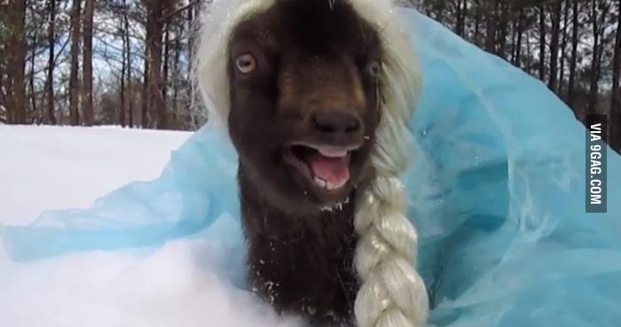9GAG's tweet image. Let it goat! Let it gooooat!
9gag.com/gag/aOb7762?re…