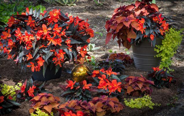 agricolaknows's tweet image. #onestepstyle container gardening trends and tips from #hgtvhomeplants hgtvhomeplants.com/know-how/entry…