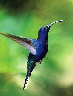 Take care of hummingbird, that is a beautiful bird #love #hummingbird #beautiful