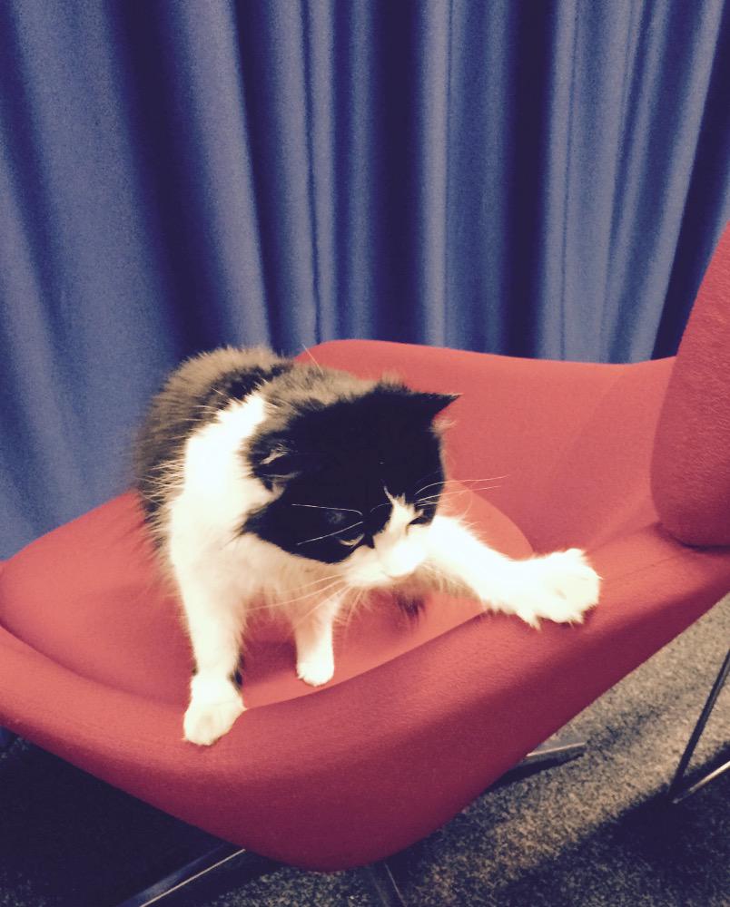TheB_BookClub's tweet photo. Resident cat at @IWLondon. Thanks for hosting us #londonbbc #bookclub http://t.co/8EIU2Wiekt