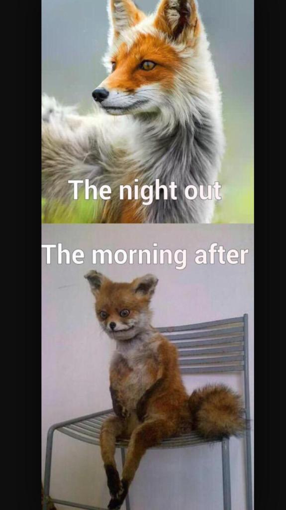 jamesgibson56's tweet photo. @MissDaisieBlue @BethBikinix this will be us Saturday night 😂😂😂 http://t.co/UATat6C86r