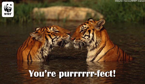 TigerStyleBook tweet picture