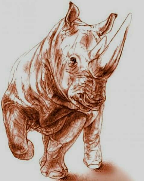 pablo_mita's tweet photo. A ponerse como un rinoceronte con esa fuerza grandiosa y a darle con todo por los sueños XD http://t.co/W3ITsJz07q