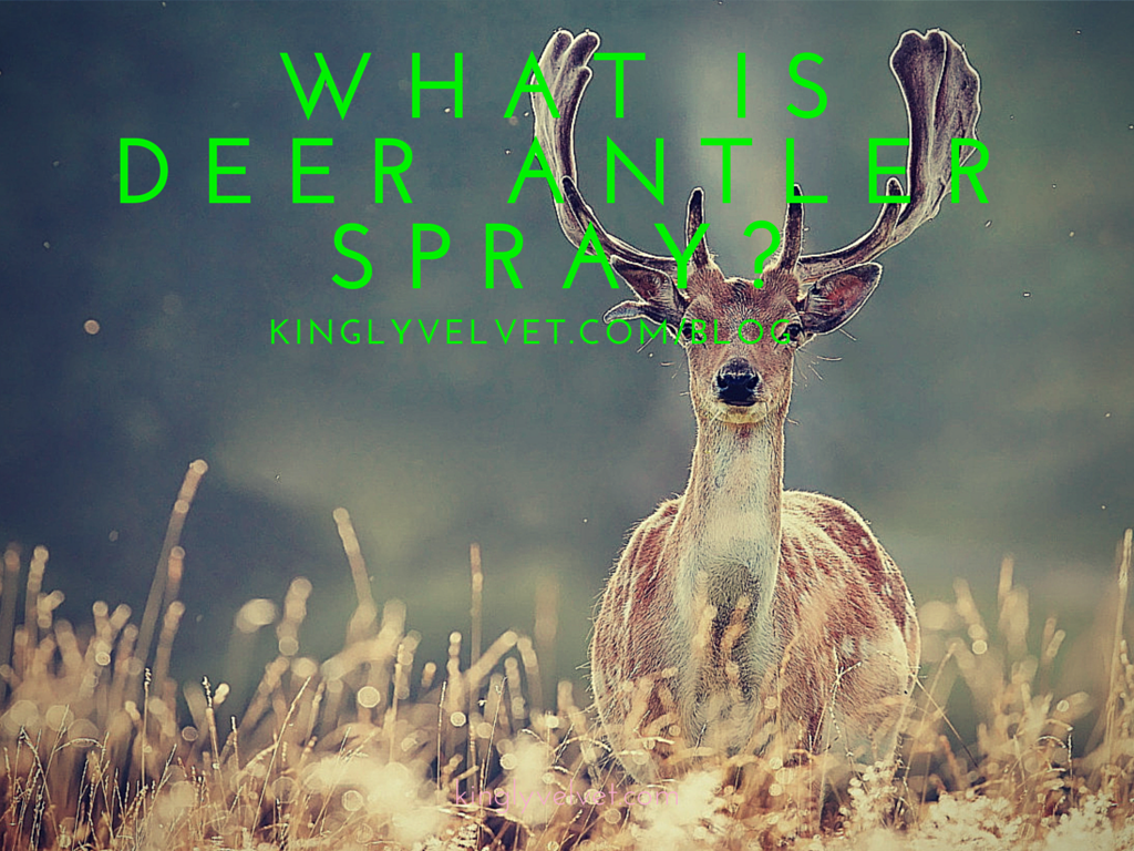 Kingly Velvet tweet media