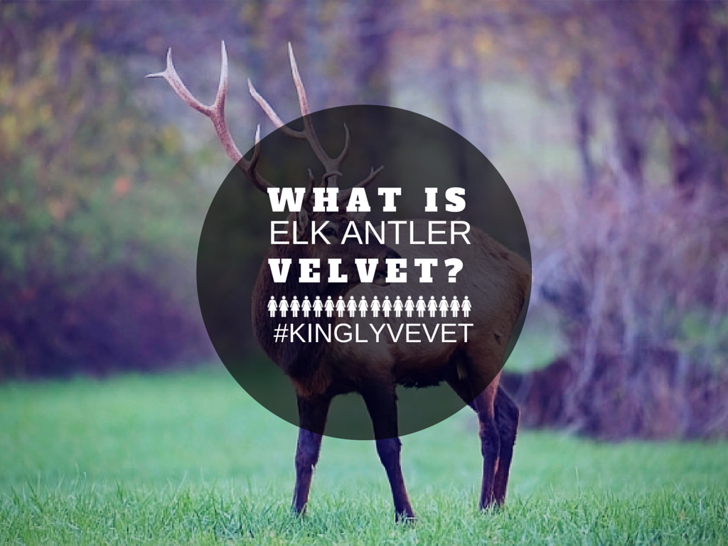 Kingly Velvet tweet media