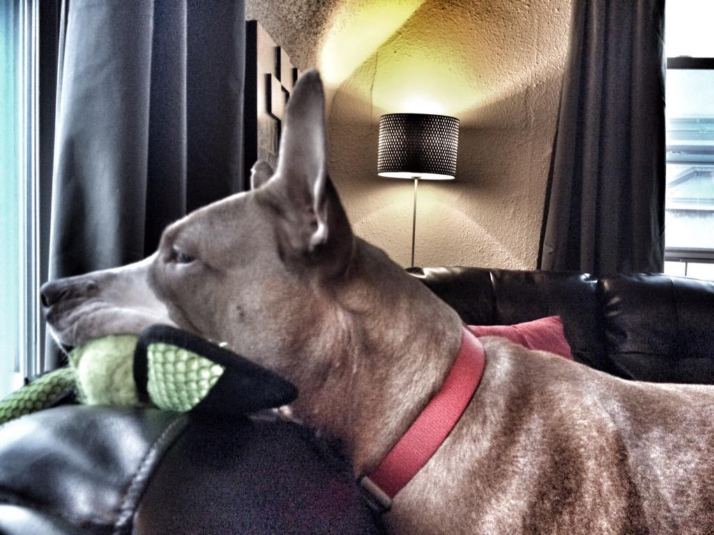 CalpurniaTheDog's tweet photo. Today I watched the squirrels and birds outside all afternoon on this #top10wxday w/my dad @matthewmaus http://t.co/hN9y49qpfa