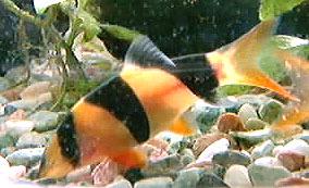 熱帯魚図鑑 Tropiclfish Twitter