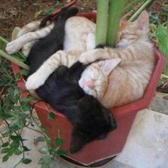 joreytessier's tweet photo. #thefactman 30: when planting your cats make sure to space them 6 inches apart so they have room to grow http://t.co/TA9GEWa2SF