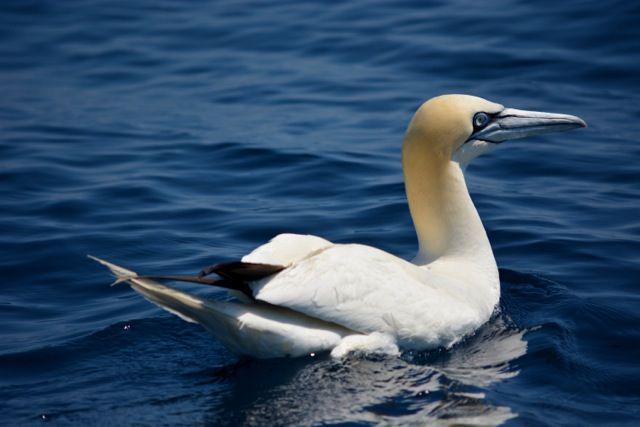 thegrumpytoad's tweet image. @Mooresey1964 @Cooombsy @Chrisdowling74 @Frooper11 @TomDaGreek @thomasrs1981 #rocketfish