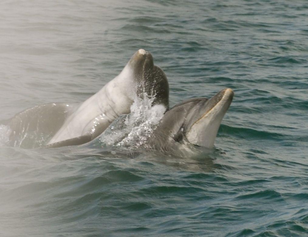 thegrumpytoad's tweet image. @Mooresey1964 @Cooombsy @Chrisdowling74 @Frooper11 @TomDaGreek @thomasrs1981 #rocketfish